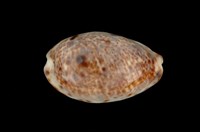 藏品(山貓寶螺)的圖片